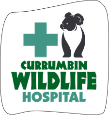 Currumbin Wildlife Hospital